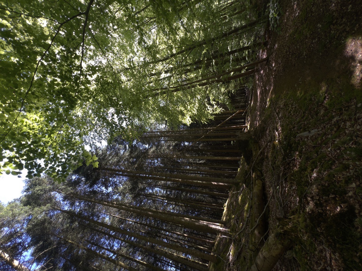 Forest Canopy Background