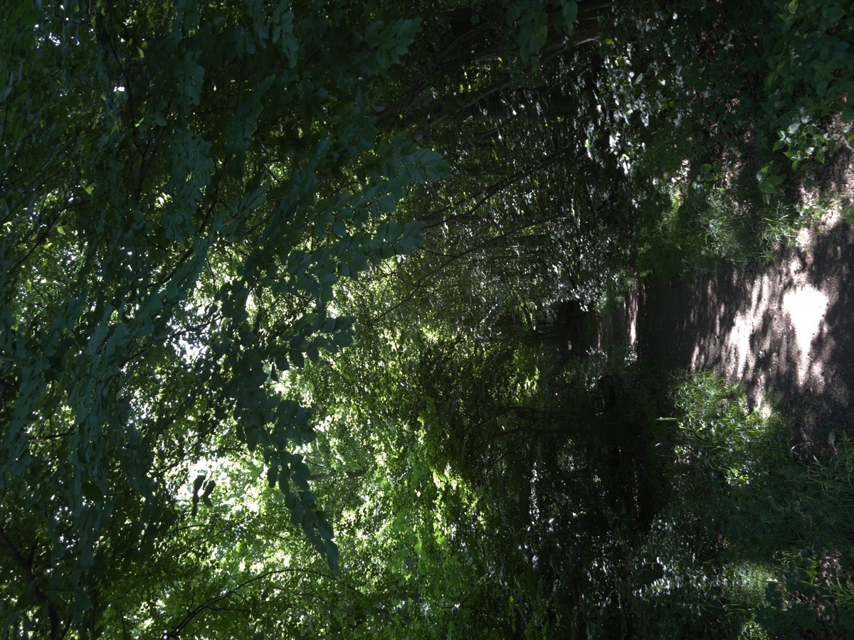 High Contrast Forest Texture